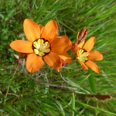 GirlsWildCat 031 : GirlsWildCat